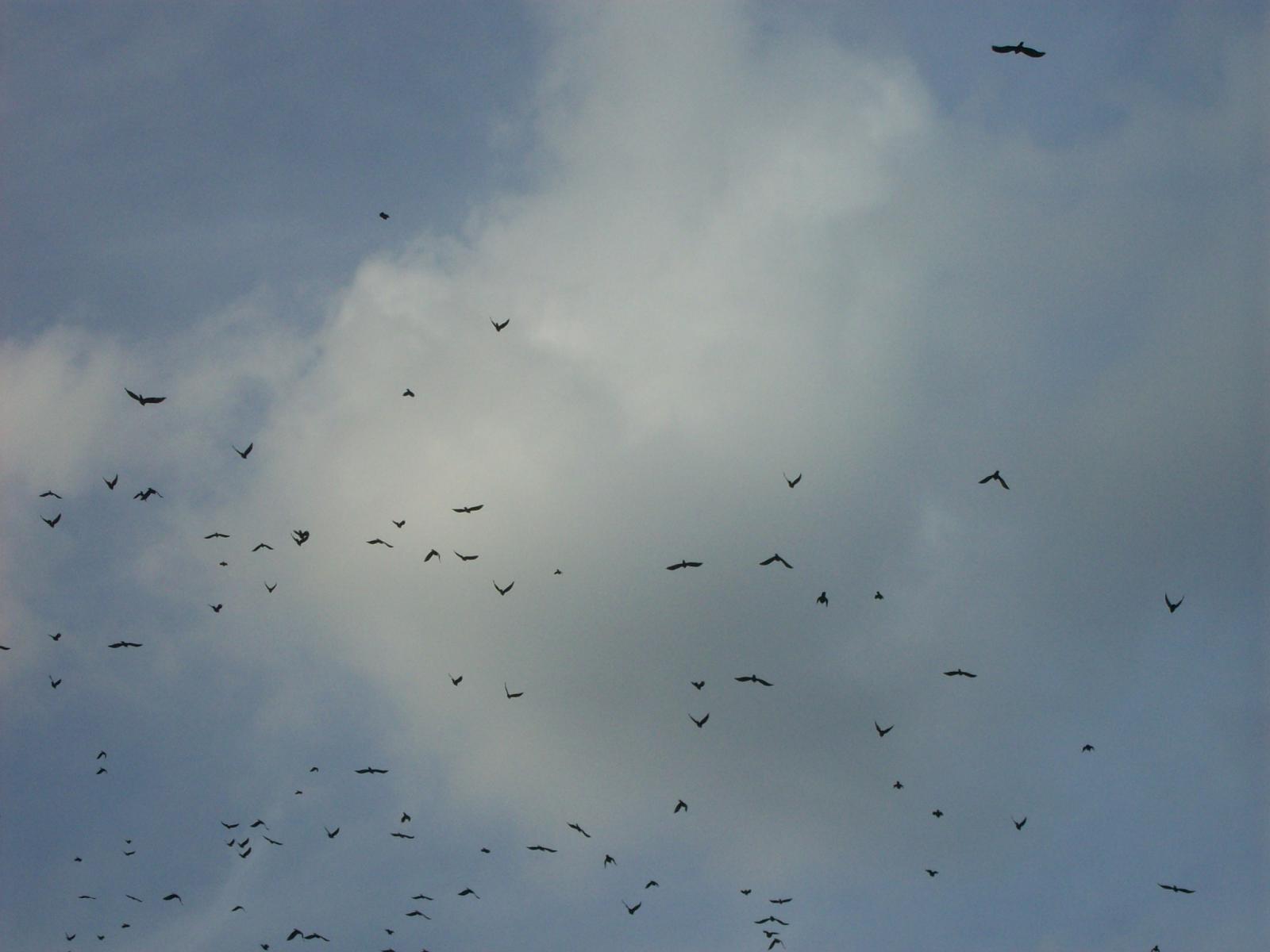 Zoom 18.10.2008-156.jpg